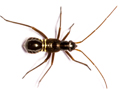 Miris striatus
